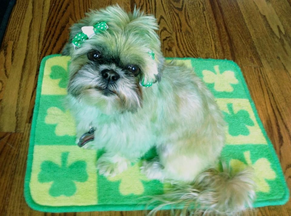 St Patrick Day Activities: color your pet